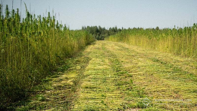 Урожай насіння конопель нижчий, але його якість вища — результати збирання культури в Агротрейд