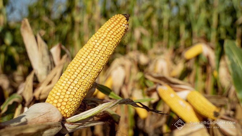 Введення мит в США може значно підвищити попит на українську кукурудзу Введення мит в США може значно підвищити попит на українську кукурудзу