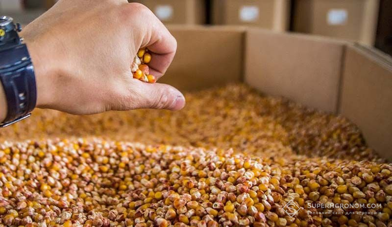 Близько 20% продажів на українському ринку насіння це посівмат сумнівного походження — думка Близько 20% продажів на українському ринку насіння це посівмат сумнівного походження — думка