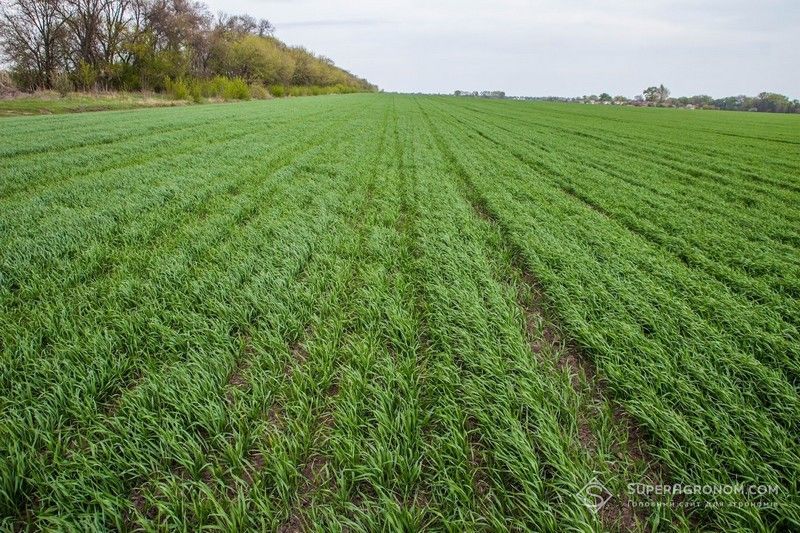 Перепади температур та приморозки на Львівщині не зашкодили розвитку озимих культур