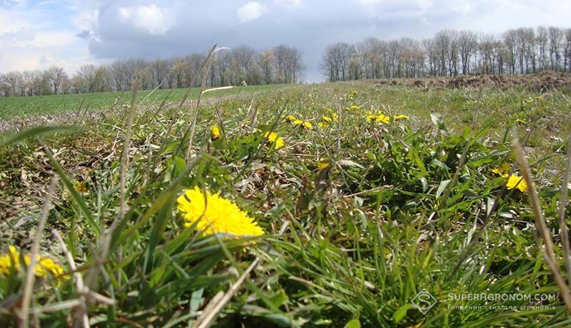 Цвіте кульбаба Строки сівби та фенологічні ознаки