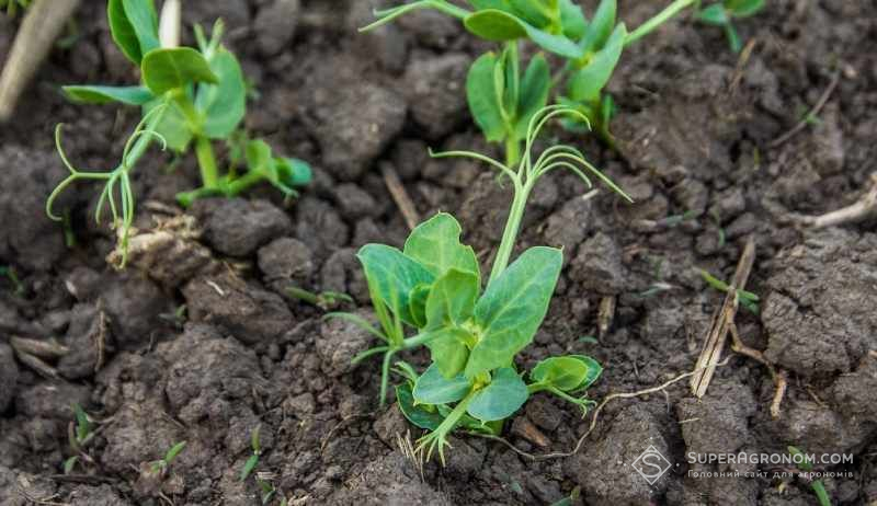 Миколаївщина та Одещина входять в п'ятірку лідерів за посівними площами гороху в Україні
