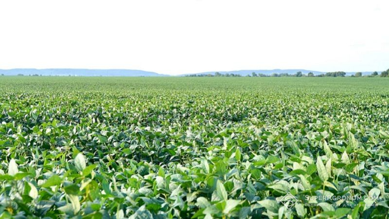 Посіви сої Посіви сої