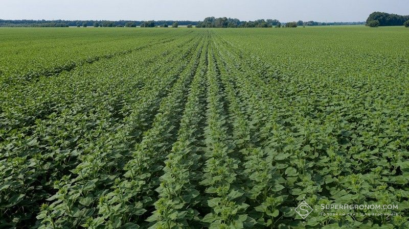 Соняшник Соняшник