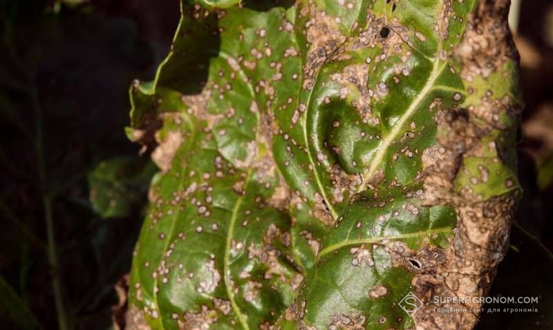 Листя цукрового буряка, уражене церкоспорозом