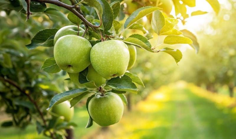 Позакореневе підживлення калієм як допомога плодовим та овочевим культурам — на ринку нове легкозасвоюване добриво