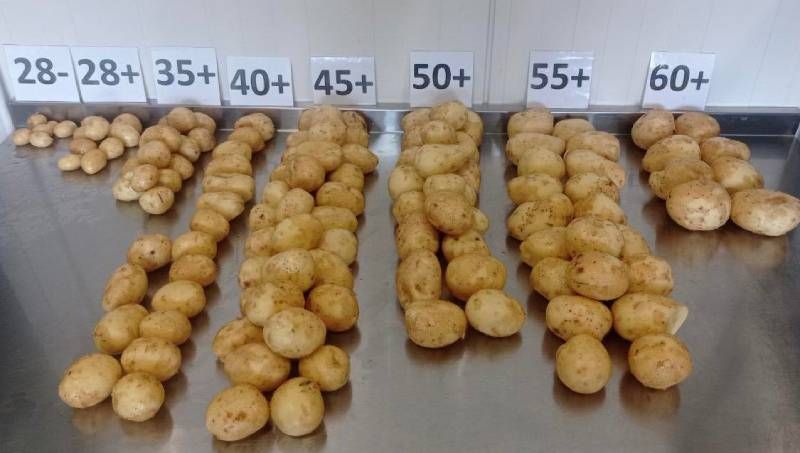 Розкладена за фракціями картопля