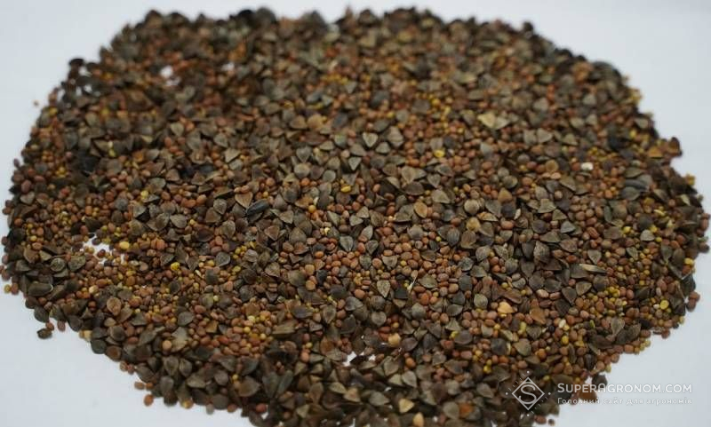 Суміш насіння сидератів Суміш насіння сидератів