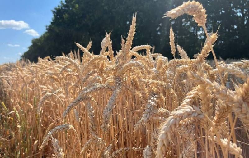 Складна зима та літня посуха не завадять черкаським аграріям зібрати вищий урожай озимих зернових, ніж торік