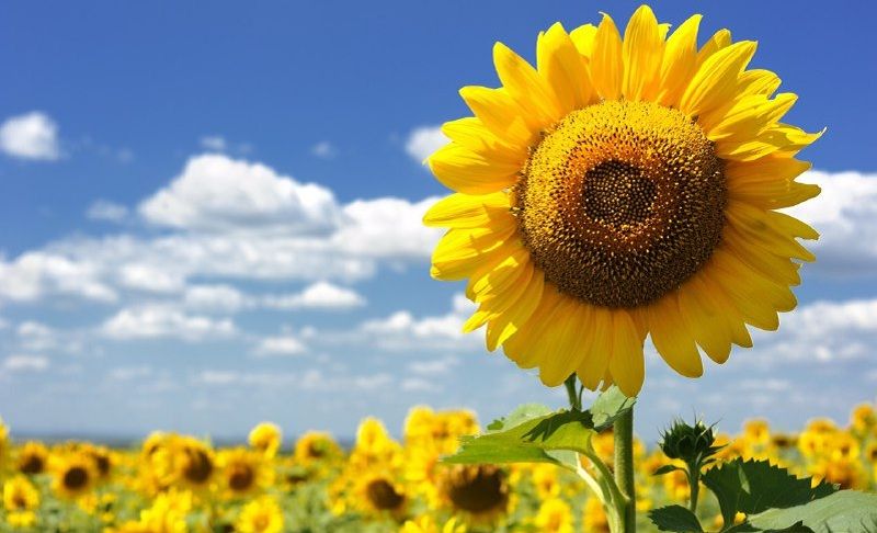 Липень був сприятливим для поширення лускокрилих шкідників: заходи контролю порадив експерт