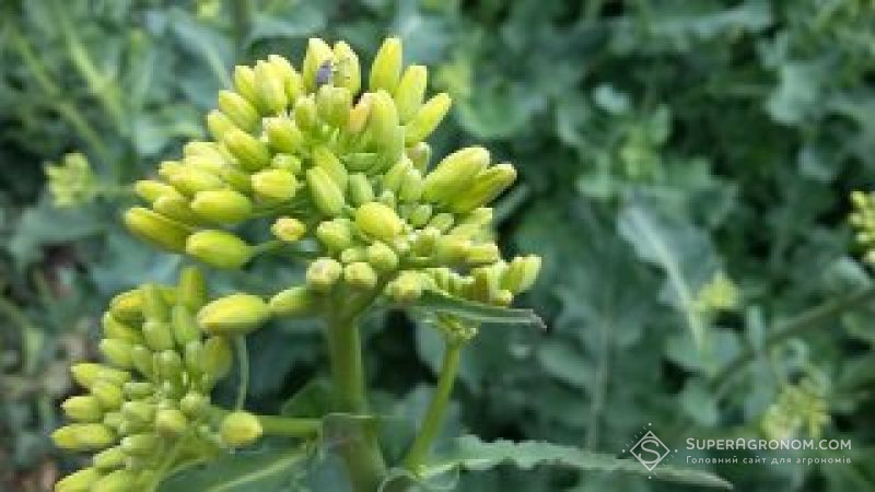 Вчені розробили біорозкладні мікрокапсули лямбда-цигалотрину для сталого довгострокового контролю шкідників 