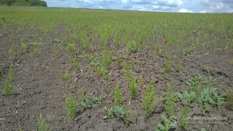 Хвощ польовий Хвощ польовий