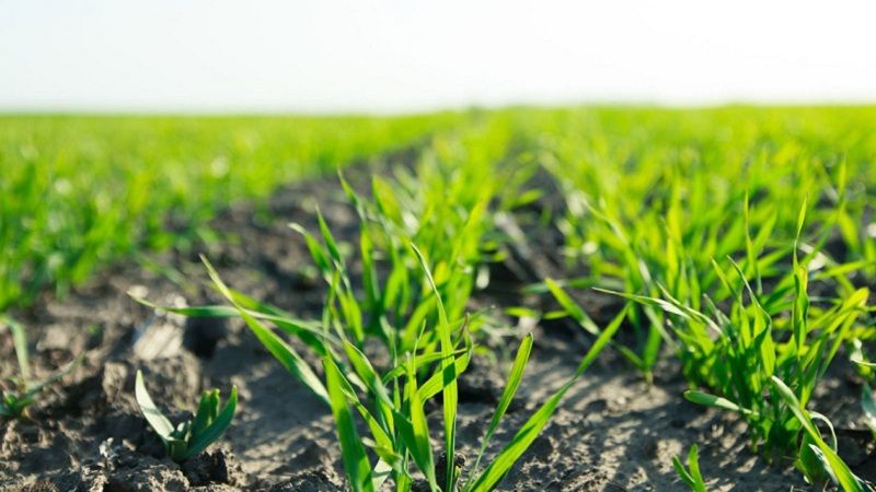 Комплексне протруювання насіння зернових допоможе зберегти потенціал врожайності та запобігти хворобам восени Комплексне протруювання насіння зернових допоможе зберегти потенціал врожайності та запобігти хворобам восени