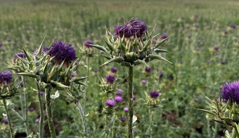 Цвітіння розторопші