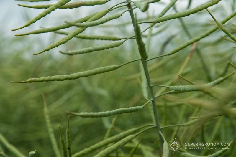 Озимий ріпак Озимий ріпак