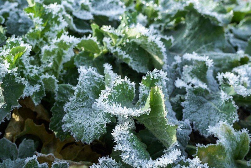 Озимий ріпак Озимий ріпак