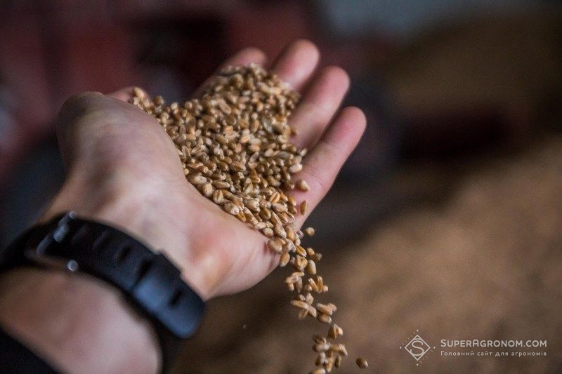 Озима пшениця Озима пшениця