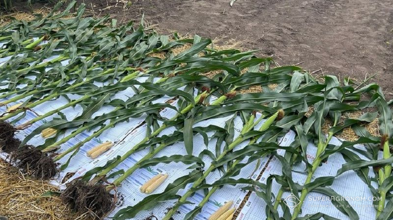 Демонстраційні рослини з різних варіантів випробувань