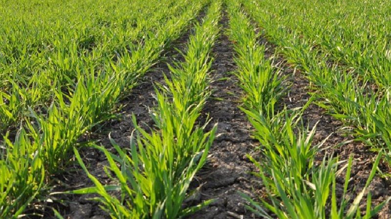 За даними аналізів, 70% насіння зернових уражено збудниками хвороб: воно потребує обов'язкового протруювання За даними аналізів, 70% насіння зернових уражено збудниками хвороб: воно потребує обов'язкового протруювання