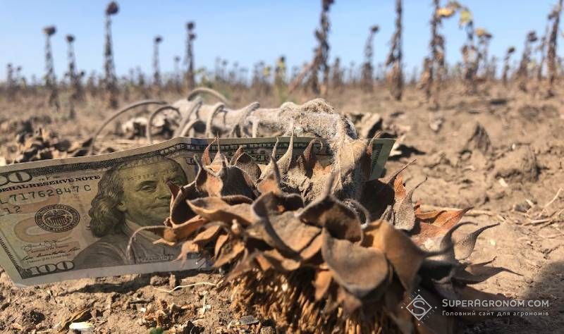 Прогнози урожаю-2025 соняшнику дедалі знижуються Прогнози урожаю-2025 соняшнику дедалі знижуються