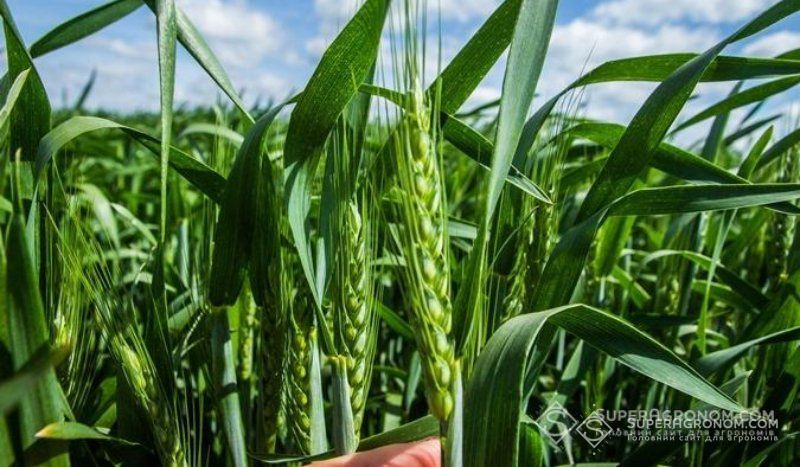 Експерт пояснив ключові функції біостимуляторів при обробці насіння