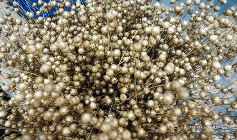 По маржинальності льон олійний цьогоріч буде однією найпривабливіших культур — думка По маржинальності льон олійний цьогоріч буде однією найпривабливіших культур — думка