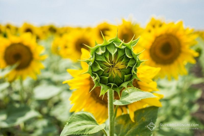 Соняшник Соняшник