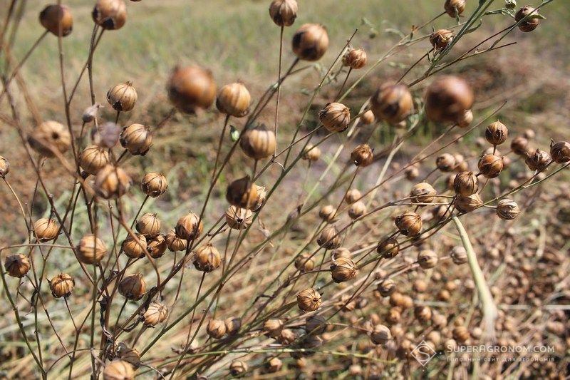 Льон олійний