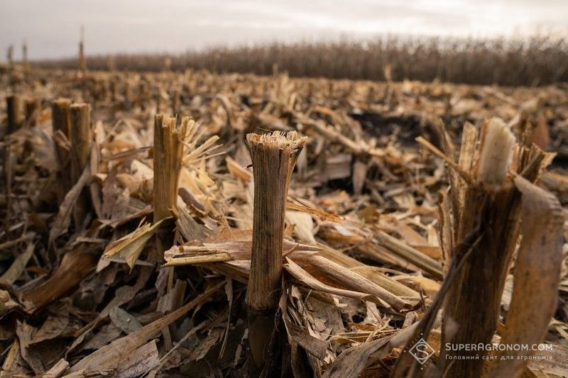 Збирання кукурудзи Збирання кукурудзи