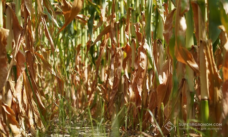 В Україні триває посуха: на півдні та сході запаси вологи у ґрунті критично малі В Україні триває посуха: на півдні та сході запаси вологи у ґрунті критично малі