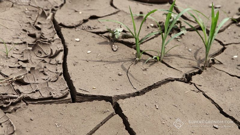 Посуха в Ізраїлі цього року завдала величезних збитків, 50% популяції бджіл знищено