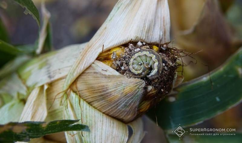 Гусениці бавовникової совки подекуди живляться на 30% рослин технічних культур