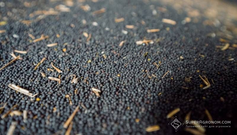 Насіння ріпаку Урожай ріпаку