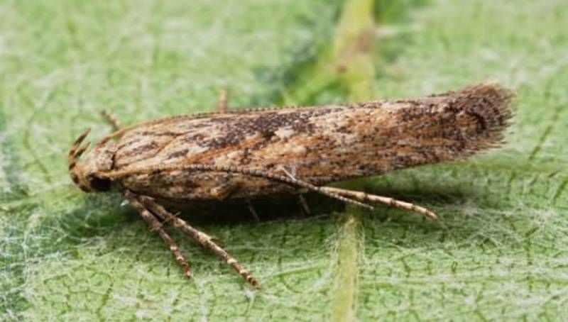 На пасльонових культурах є небезпека поширення картопляної молі — Держпродспоживслужба