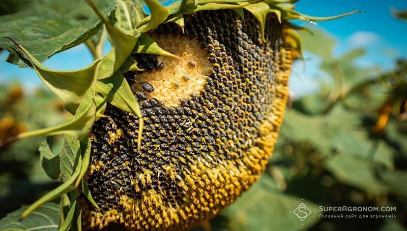 Активне вирощування соняшнику та кукурудзи переміщується у Центрально-Західний Лісостеп та Полісся — Микола Сучек