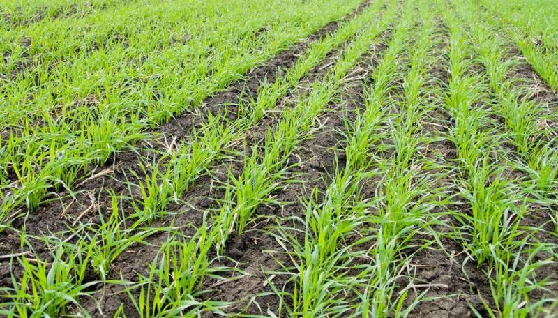 Від озимої совки та інших шкідників сходи озимих захистить новий інсектицидний протруйник тривалої дії