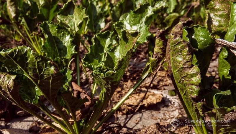 Цукровий буряк з ураженням церкоспорозом Посіви цукрового буряка, уражені церкоспорозом