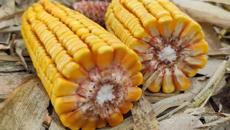 Качани кукурудзи Качани кукурудзи