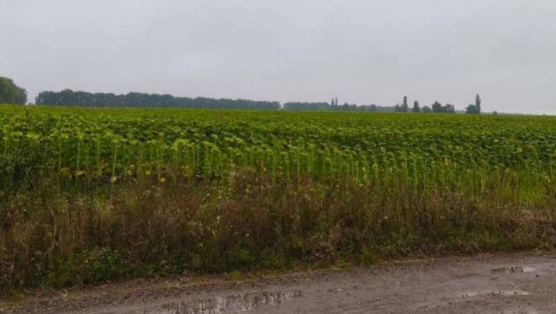Посіви соняшнику,вирощені на радіаційно забруднених землях