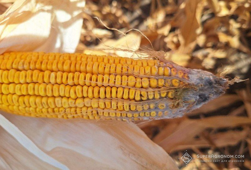 В південних регіонах Італії та Румунії спостерігається поширення аспергілу (Aspergillus flavus) на кукурудзі 