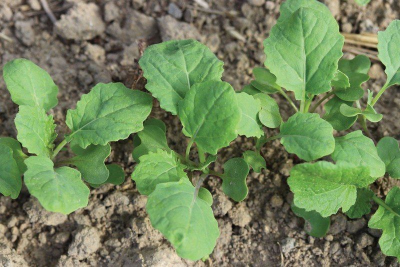 Озимий ріпак