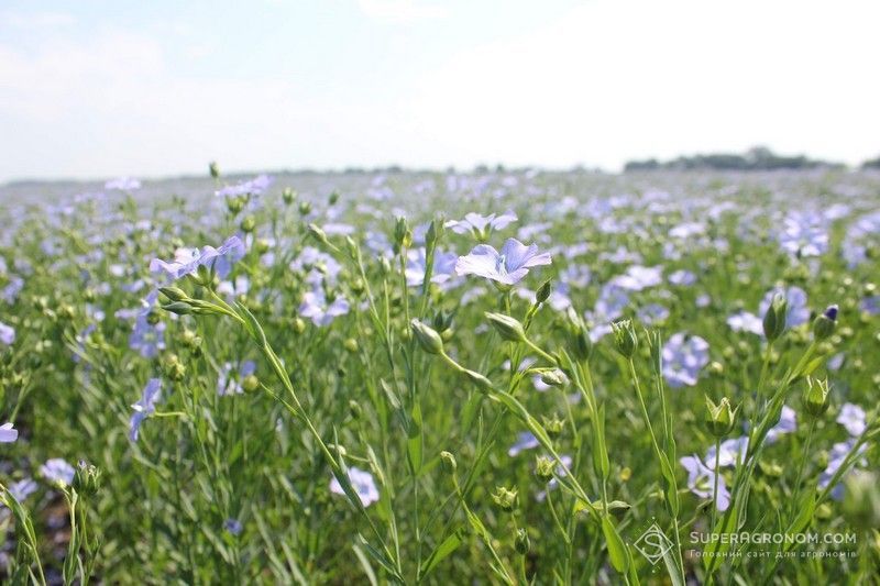 Посіви льону