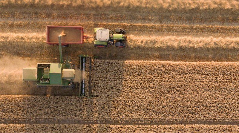 Втричі збільшать площі під ріпаком в Астарті під урожай 2026