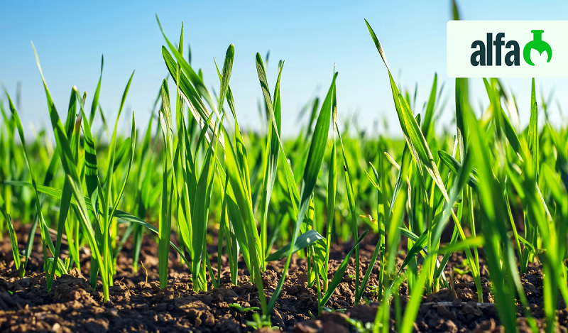 Розігрується послуга з потруєння 100 т насіння сучасними багатокомпонентними протруйниками