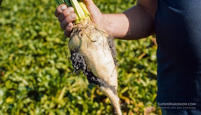 Коренеплід цукрового буряка Площі під цукровим буряком цьогоріч на 22% менші, тож ціна на нього може підвищитись