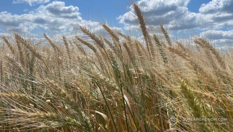 Пшениця з удвічі меншою нормою висіву показує кращі результати в посушливі роки — дослід