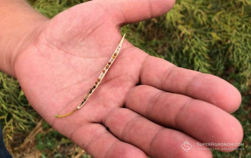 Введення експортних мит на олійні вигідно усім, крім фермерів, — аграрій про соєво-ріпакові правки Введення експортних мит на олійні вигідно усім, крім фермерів, — аграрій про соєво-ріпакові правки