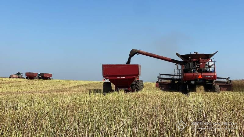 Львівщина на фініші збирання ранніх культур, по ріпаку лідирує за врожайністю Львівщина на фініші збирання ранніх культур, по ріпаку лідирує за врожайністю