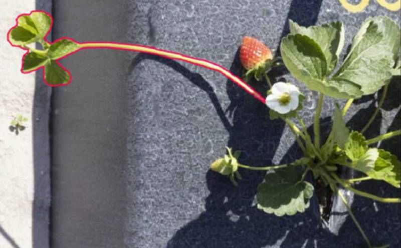 Штучний інтелект може допомогти виробникам суниці знаходити та видаляти пасинки Штучний інтелект може допомогти виробникам суниці знаходити та видаляти пасинки