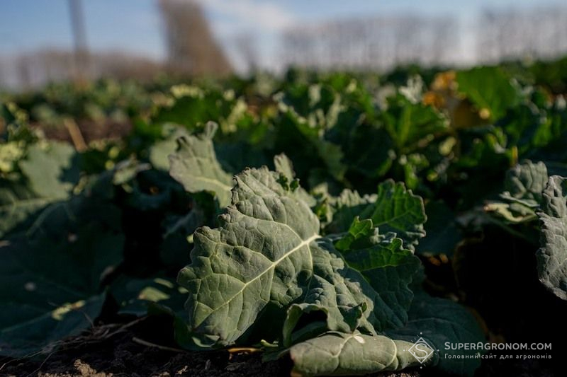 Озимий ріпак Озимий ріпак